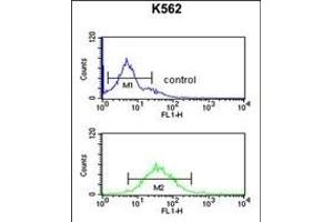 DEN1A Antibody (C-term) (ABIN653873 and ABIN2843124) flow cytometric analysis of K562 cells (bottom histogram) compared to a negative control cell (top histogram).