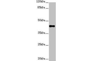 Western blot All lanes: SH3GL1 antibody at 2. (SH3GL1 anticorps  (AA 219-368))