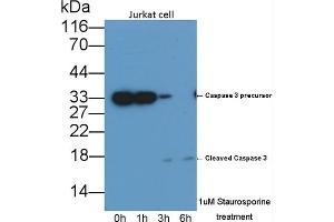 Detection of CASP3 in lysates of Jurkat cell line using Monoclonal Antibody to Caspase 3 (CASP3) (Caspase 3 anticorps  (AA 29-175))