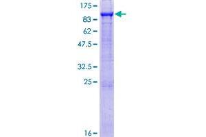 Image no. 1 for Growth Arrest-Specific 6 (GAS6) (AA 1-678) protein (GST tag) (ABIN1354815)