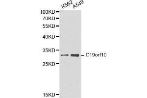 Western blot analysis of K562 cell and A549 cell lysate using C19orf10 antibody. (C19orf10 anticorps  (AA 1-173))