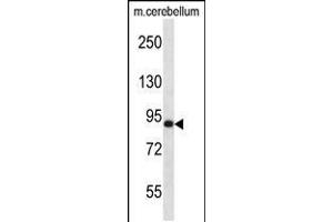 Western blot analysis in mouse cerebellum tissue lysates (35ug/lane).