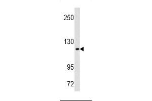 Western blot analysis of MAML3 antibody in Hela cell line lysates (35ug/lane) (MAML3 anticorps  (C-Term))