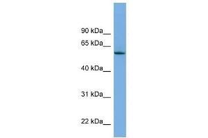 NLK antibody used at 0. (Nemo-Like Kinase anticorps  (Middle Region))