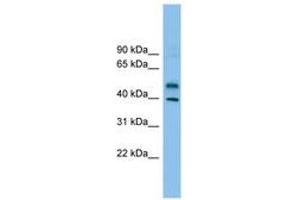 Image no. 1 for anti-Zinc Finger Protein 784 (ZNF784) (AA 215-264) antibody (ABIN6744901) (ZNF784 anticorps  (AA 215-264))