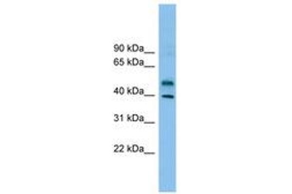 ZNF784 anticorps  (AA 215-264)