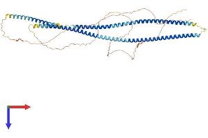 AlphaFold protein structure predicition of Mouse Recombinant Krt6a Protein, UniprotID P50446