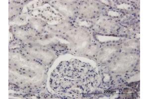 Immunoperoxidase of monoclonal antibody to PRDM4 on formalin-fixed paraffin-embedded human kidney.