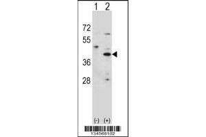 Western blot analysis of HSD3B1 using rabbit polyclonal HSD3B1 Antibody using 293 cell lysates (2 ug/lane) either nontransfected (Lane 1) or transiently transfected (Lane 2) with the HSD3B1 gene. (HSD3B1 anticorps  (N-Term))