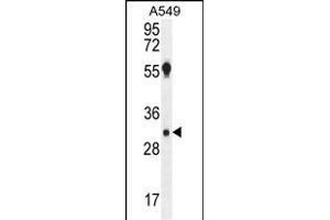 AQP12B Antibody (C-term) (ABIN655768 and ABIN2845208) western blot analysis in A549 cell line lysates (35 μg/lane). (Aquaporin 12B anticorps  (C-Term))