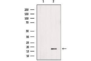 Western blot analysis of extracts from Hela, using ID2 Antibody.