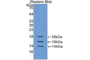 Western Blotting (WB) image for anti-Interleukin 15 (IL15) (AA 50-162) antibody (ABIN3209516) (IL-15 anticorps  (AA 50-162))