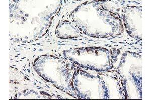 Image no. 6 for anti-Latexin (LXN) antibody (ABIN1499100)