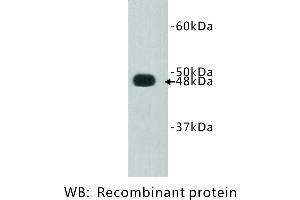 Image no. 1 for anti-FAT Tumor Suppressor Homolog 4 (FAT4) antibody (ABIN1112888) (FAT4 anticorps)