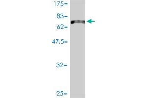 Western Blot detection against Immunogen (80.