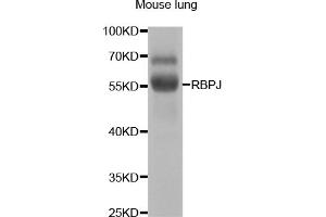 Western blot analysis of extracts of mouse lung, using RBPJ antibody. (RBPJ anticorps)