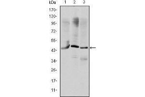 Western blot analysis using OTX2 mouse mAb against HepG2 (1), Jurkat (2), and NTERA-2 (3) cell lysate. (OTX2 anticorps)