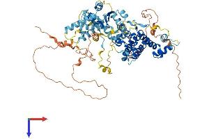 AlphaFold protein structure predicition of Mouse Recombinant Rad17 Protein, UniprotID Q6NXW6