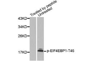 Western blot analysis of extracts from HeLa cells using Phospho-EIF4EBP1-T45 antibody (ABIN2987638). (eIF4EBP1 anticorps  (pThr45))
