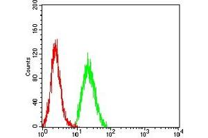 Flow cytometric analysis of Hela cells using CCND1 mouse mAb (green) and negative control (red).
