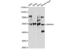 Western blot analysis of extracts of various cell lines, using ZNF641 antibody (ABIN6292446) at 1:1000 dilution. (ZNF641 anticorps)