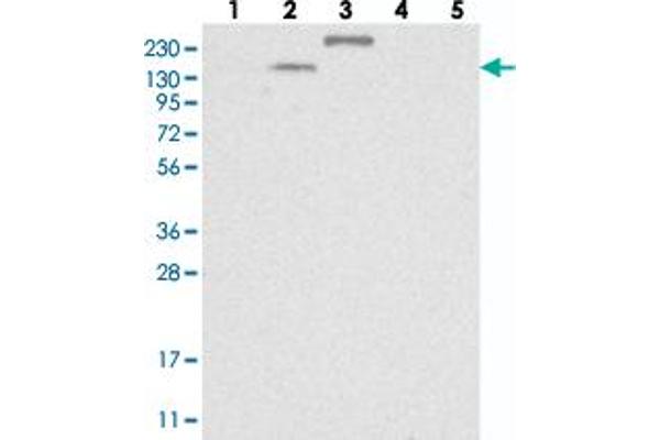 TTC21B Antikörper