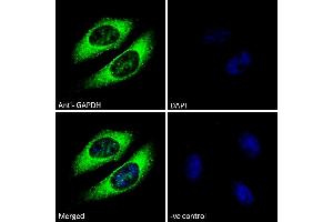 ABIN185240 Immunofluorescence analysis of paraformaldehyde fixed HeLa cells, permeabilized with 0. (GAPDH anticorps  (C-Term))