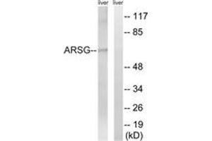 Western Blotting (WB) image for anti-Arylsulfatase G (ARSG) (AA 251-300) antibody (ABIN2890133) (ARSG anticorps  (AA 251-300))