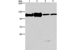 Western Blot analysis of 293T, K562, NIH/3T3 and hela cell using MCM6 Polyclonal Antibody at dilution of 1:500 (MCM6 anticorps)