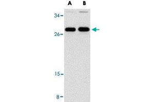 Western blot analysis of PPPDE1 in EL4 cell lysate with PPPDE1 polyclonal antibody  at (A) 1 and (B) 2 ug/mL . (PPPDE1 anticorps  (C-Term))