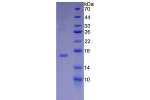 SDS-PAGE analysis of Rat Midkine Protein.