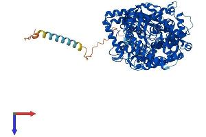 AlphaFold protein structure predicition of Mouse Recombinant Mmel1 Protein, UniprotID Q9JLI3