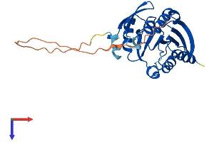 AlphaFold protein structure predicition of Human Recombinant METTL21C Protein, UniprotID Q5VZV1