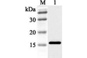 Western blot analysis using anti-FABP3 (human), pAb  at 1:2'000 dilution. (FABP3 anticorps)