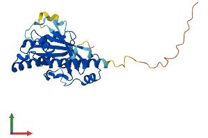 AlphaFold protein structure predicition of Human Recombinant RAB34 Protein, UniprotID Q9BZG1