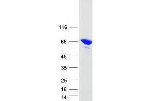 Validation with Western Blot