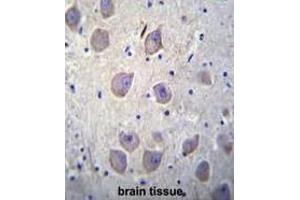 ARRB1 Antibody (C-term) immunohistochemistry analysis in formalin fixed and paraffin embedded human brain tissue followed by peroxidase conjugation of the secondary antibody and DAB staining.