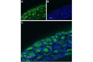 Expression of Serotonin receptor 3B in rat DRG - Immunohistochemical staining of rat dorsal root ganglion (DRG) frozen sections using Anti-5HT3B Receptor (HTR3B) (extracellular)-ATTO Fluor-488 Antibody (ABIN7043623). (Serotonin Receptor 3B anticorps  (Extracellular, N-Term) (Atto 488))