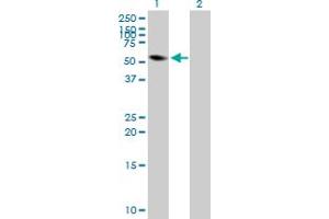 Western Blot analysis of FRK expression in transfected 293T cell line by FRK MaxPab polyclonal antibody. (FRK anticorps  (AA 1-505))