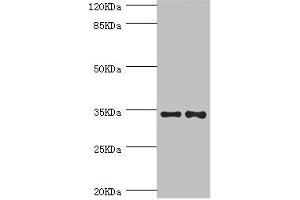 Western blot All lanes: NRBF2 antibody at 5. (NRBF2 anticorps  (AA 10-220))