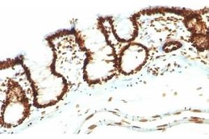Formalin-fixed, paraffin-embedded rat colon stained with Nuclear marker antibody (NM106). (Nuclear Marker anticorps)