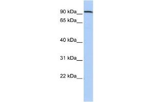 WB Suggested Anti-AHRR Antibody Titration:  0. (AHRR anticorps  (Middle Region))