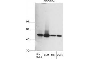 Image no. 1 for anti-Karyopherin alpha 2 (RAG Cohort 1, Importin alpha 1) (KPNA2) (AA 116-515) antibody (ABIN341119)