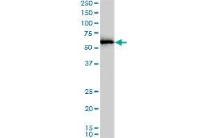 APPBP1 monoclonal antibody (M01), clone 4E8-H3. (NAE1 anticorps  (AA 1-534))