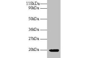 Western blot All lanes: IFNG antibody at 2 μg/mL + 293T whole cell lysate Secondary Goat polyclonal to rabbit IgG at 1/10000 dilution Predicted band size: 20 kDa Observed band size: 20 kDa (Interferon gamma anticorps  (AA 24-162))