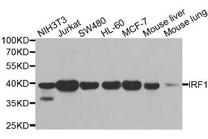Western blot analysis of extracts of various cell lines, using IRF1 antibody.