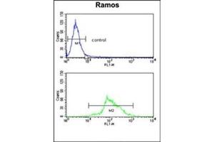 Flow cytometry analysis of Ramos cells using HADHA Antibody (C-term) Cat. (HADHA anticorps  (C-Term))