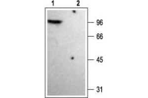 Western blot analysis of rat brain membranes: - 1.