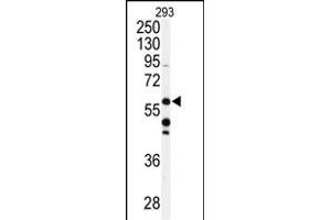 Western blot analysis of anti-CABC1 Antibody (C-term ) (ABIN391179 and ABIN2841277) in 293 cell line lysates (35 μg/lane).