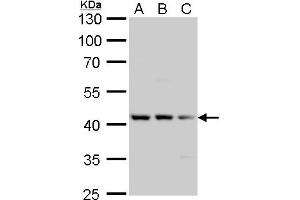WB Image Tau antibody detects Tau protein by Western blot analysis. (MAPT anticorps  (N-Term))